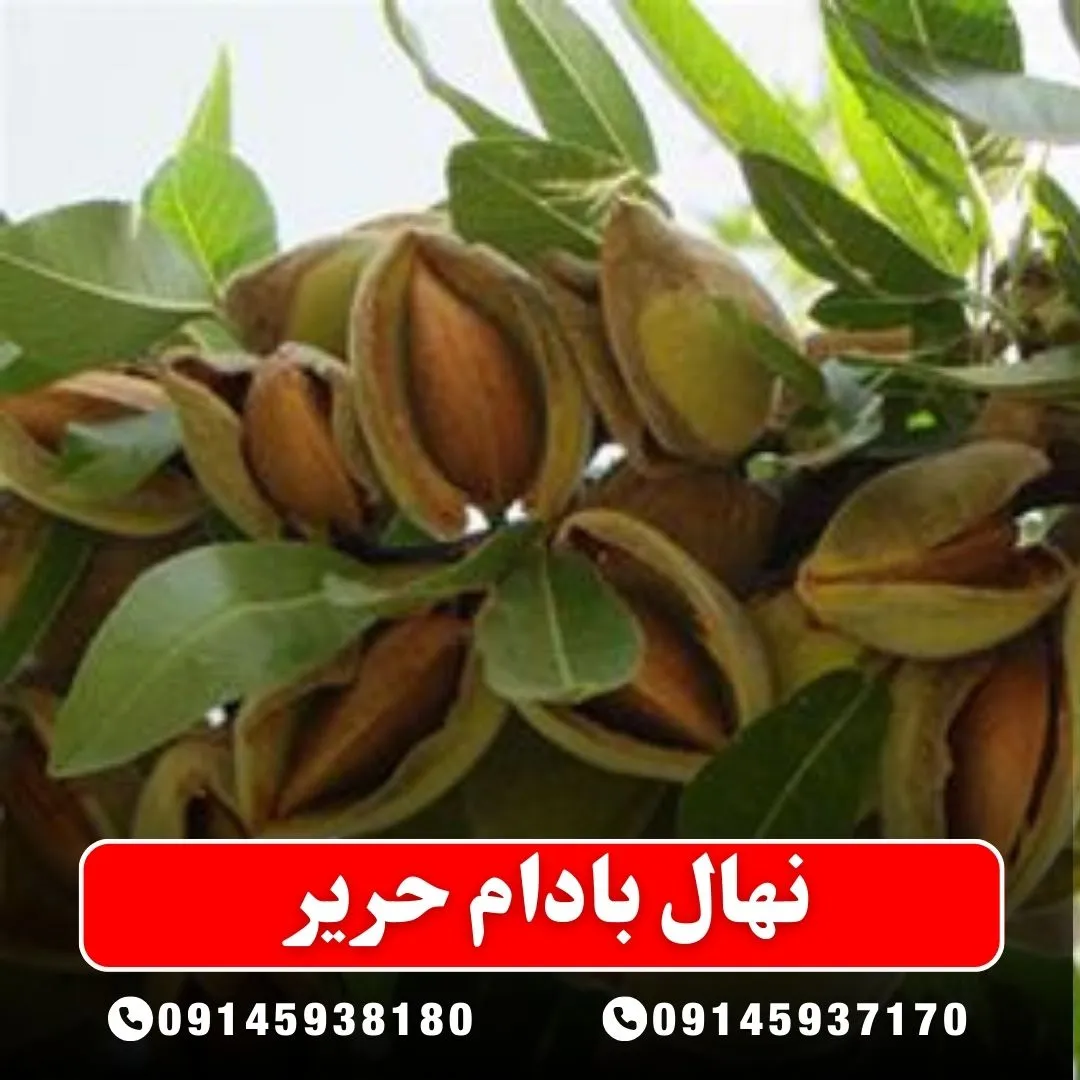 نهال بادام حریر (حداقل ارسال 5 عدد) ( پس کرایه )