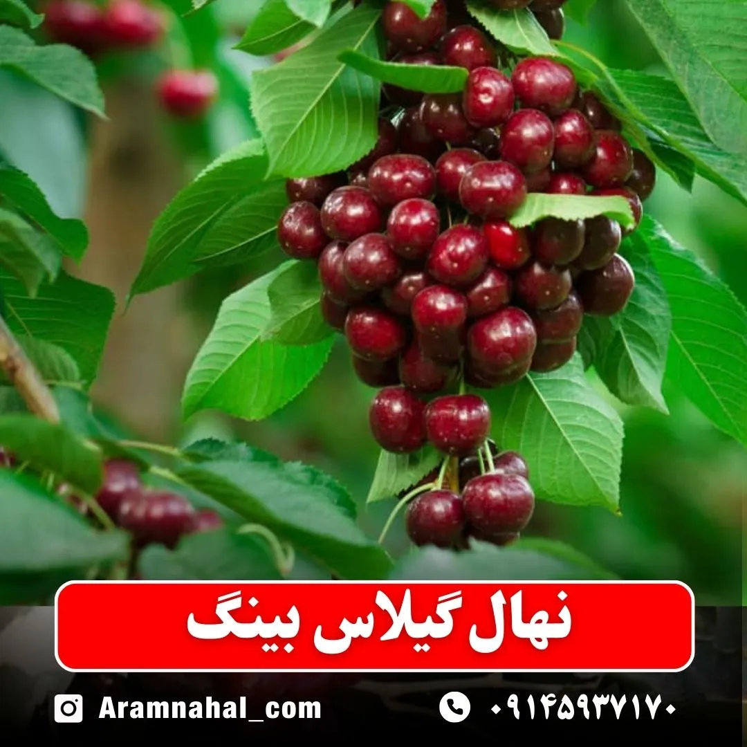 نهال گیلاس بینگ (حداقل ارسال 5 عدد) ( پس کرایه )