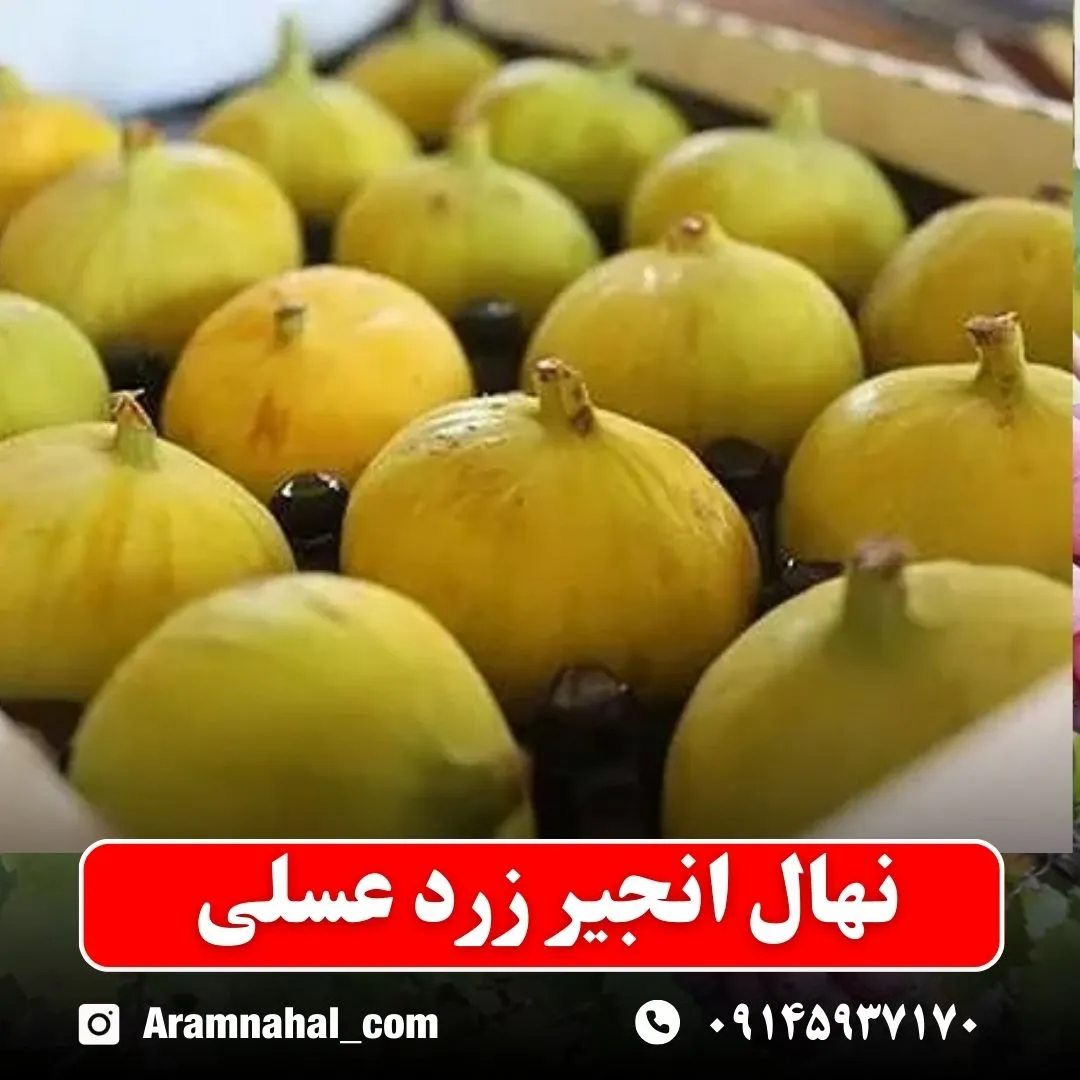 نهال انجیر زرد عسلی (حداقل ارسال 5 عدد) ( پس کرایه )