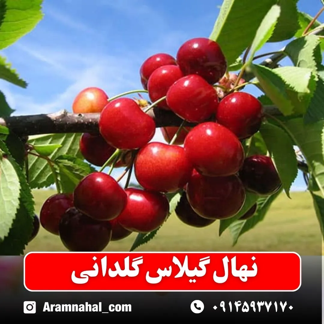 نهال گیلاس گلدانی (حداقل ارسال 5 عدد) ( پس کرایه )