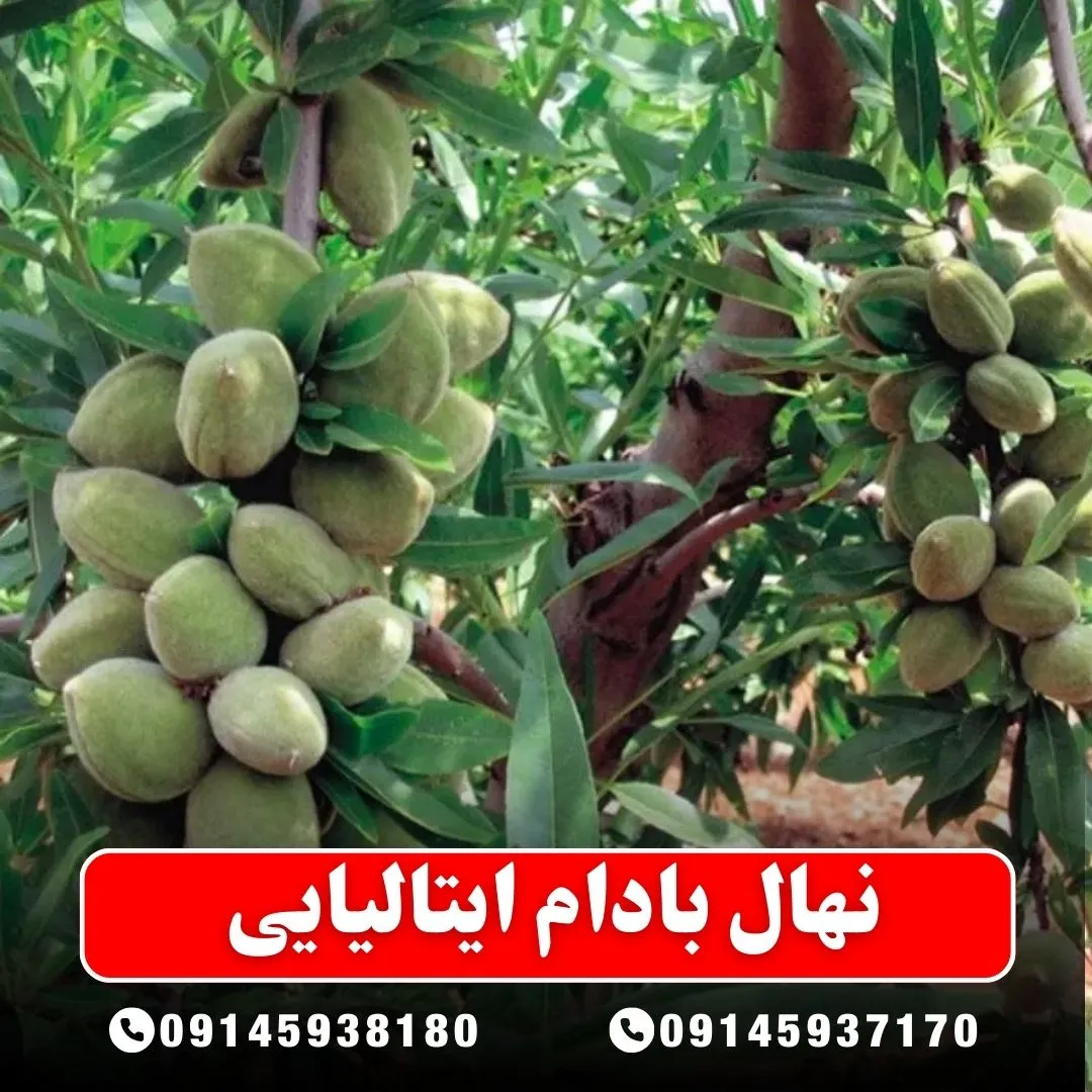 نهال بادام ایتالیایی (حداقل ارسال 5 عدد) ( پس کرایه )