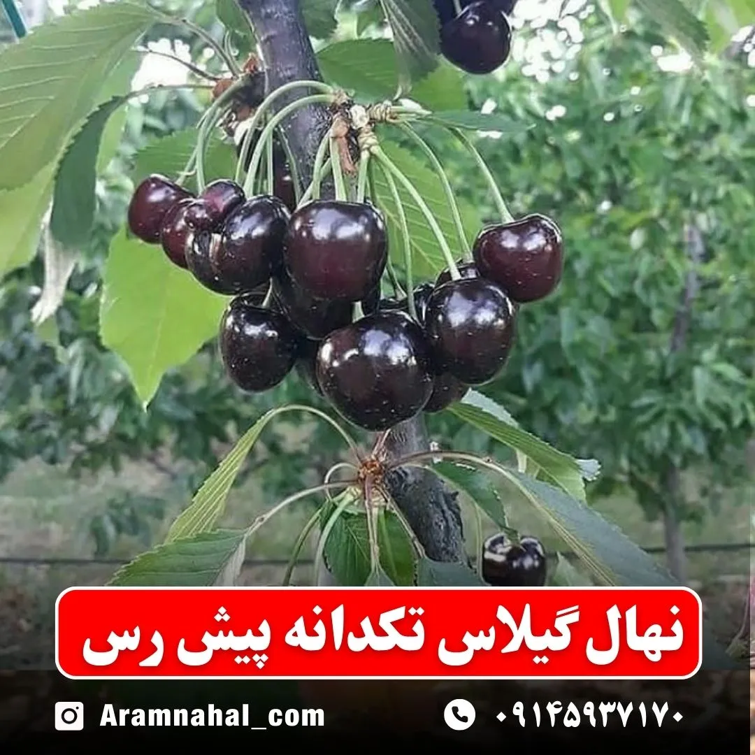 نهال گیلاس تکدانه پیش رس (حداقل ارسال 5 عدد) ( پس کرایه )