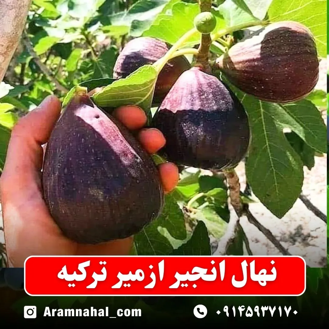 نهال انجیر ازمیر ترکیه (حداقل ارسال 5 عدد) ( پس کرایه )