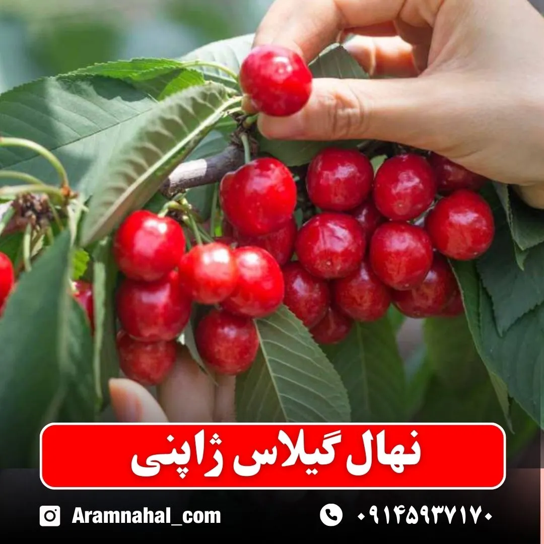 نهال گیلاس ژاپنی (حداقل ارسال 5 عدد) ( پس کرایه )