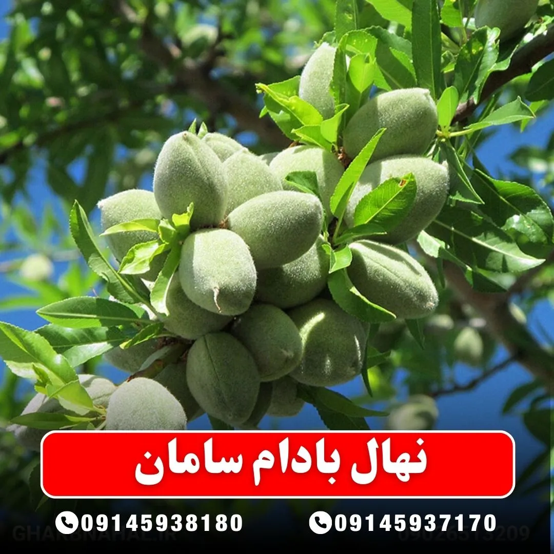 نهال بادام سامان (حداقل ارسال 5 عدد) ( پس کرایه )جدید