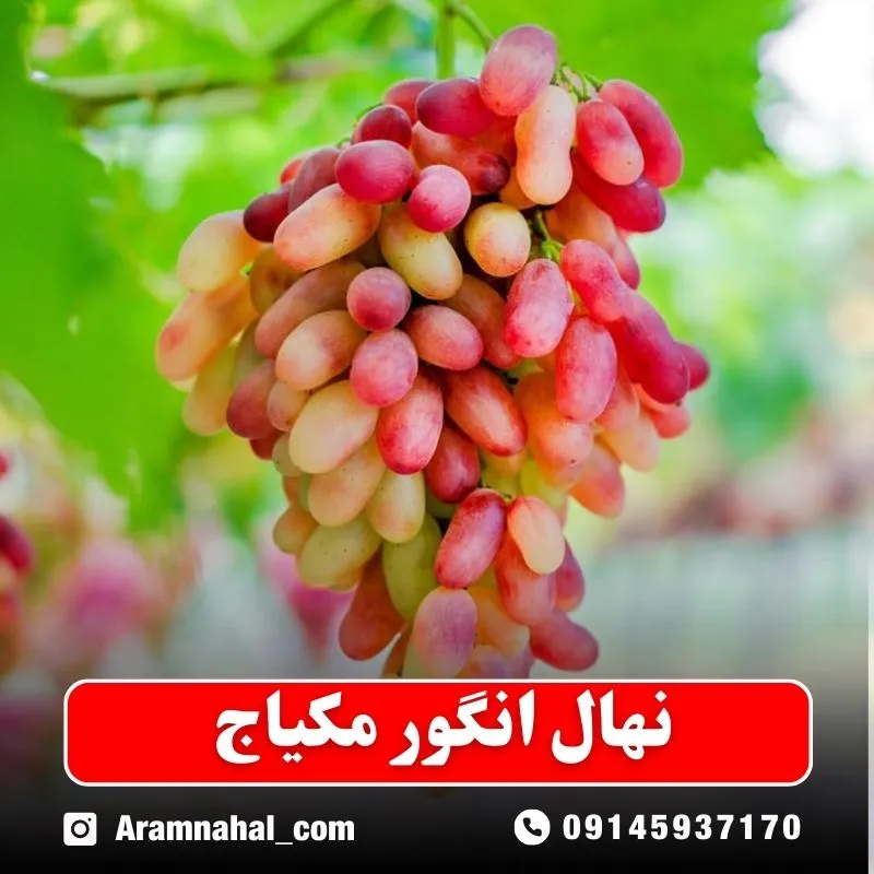 نهال انگور مکیاج (حداقل ارسال 5 عدد) ( پس کرایه )جدید