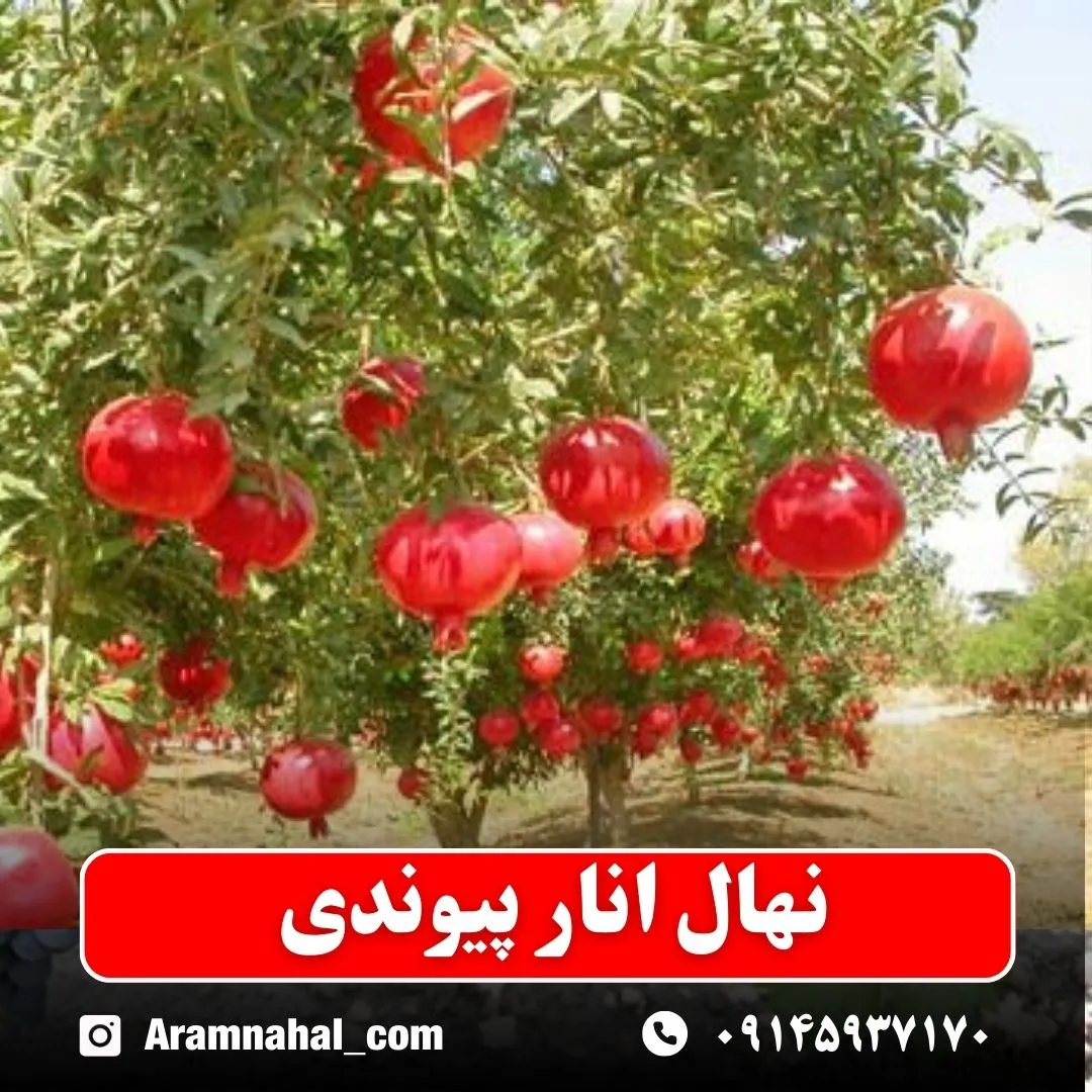 نهال انار پیوندی (حداقل ارسال 5 عدد) ( پس کرایه )