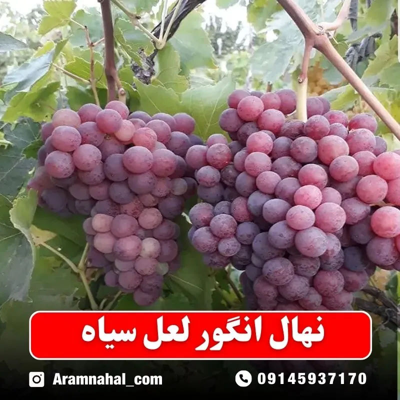 نهال انگور لعل قرمز (حداقل ارسال 5 عدد) ( پس کرایه )جدید