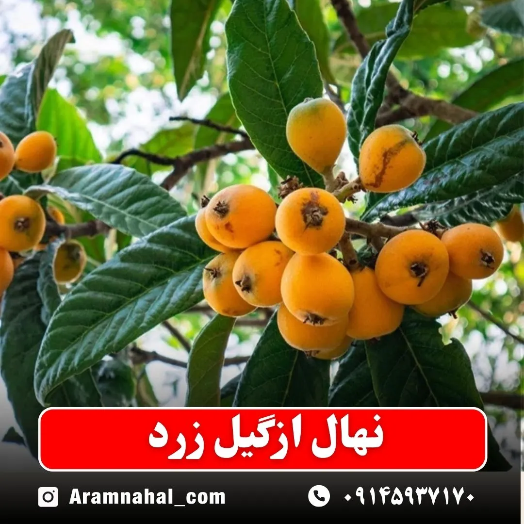 نهال ازگیل زرد (حداقل ارسال 5 عدد) ( پس کرایه )