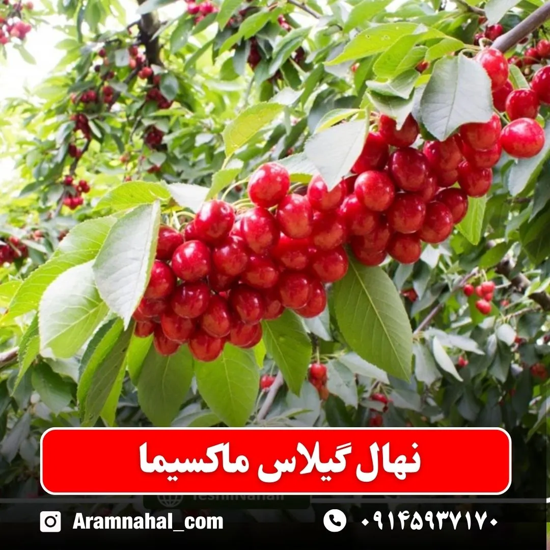 نهال گیلاس ماکسیما (حداقل ارسال 5 عدد) ( پس کرایه )
