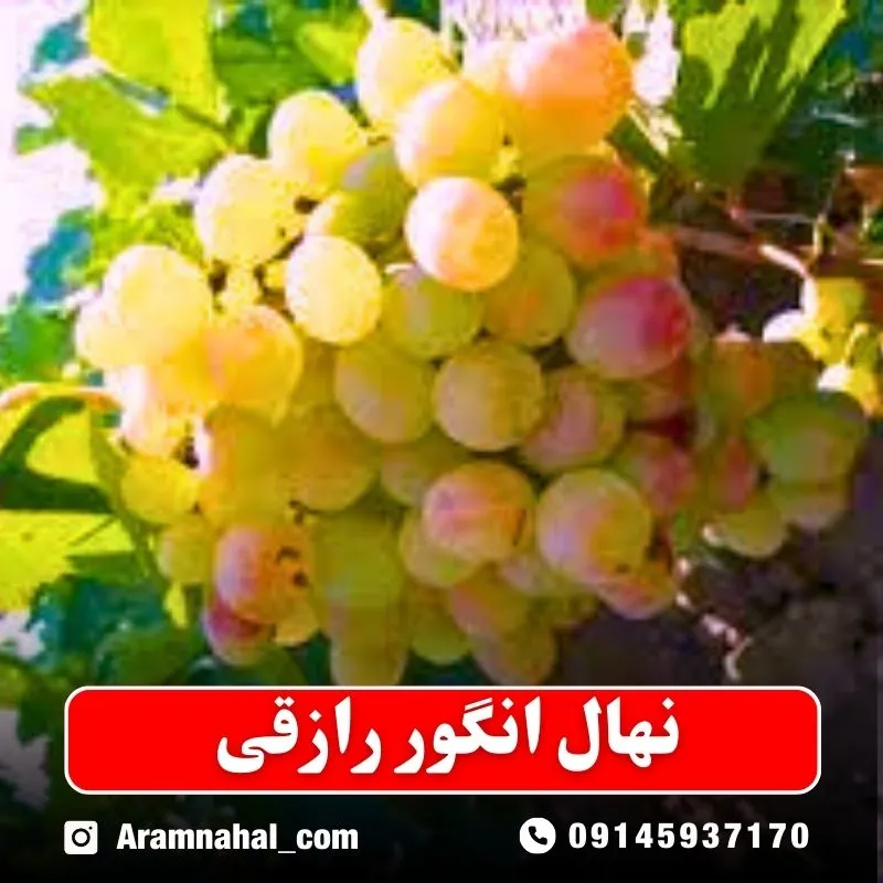نهال انگور رازقی (حداقل ارسال 5 عدد) ( پس کرایه )جدید