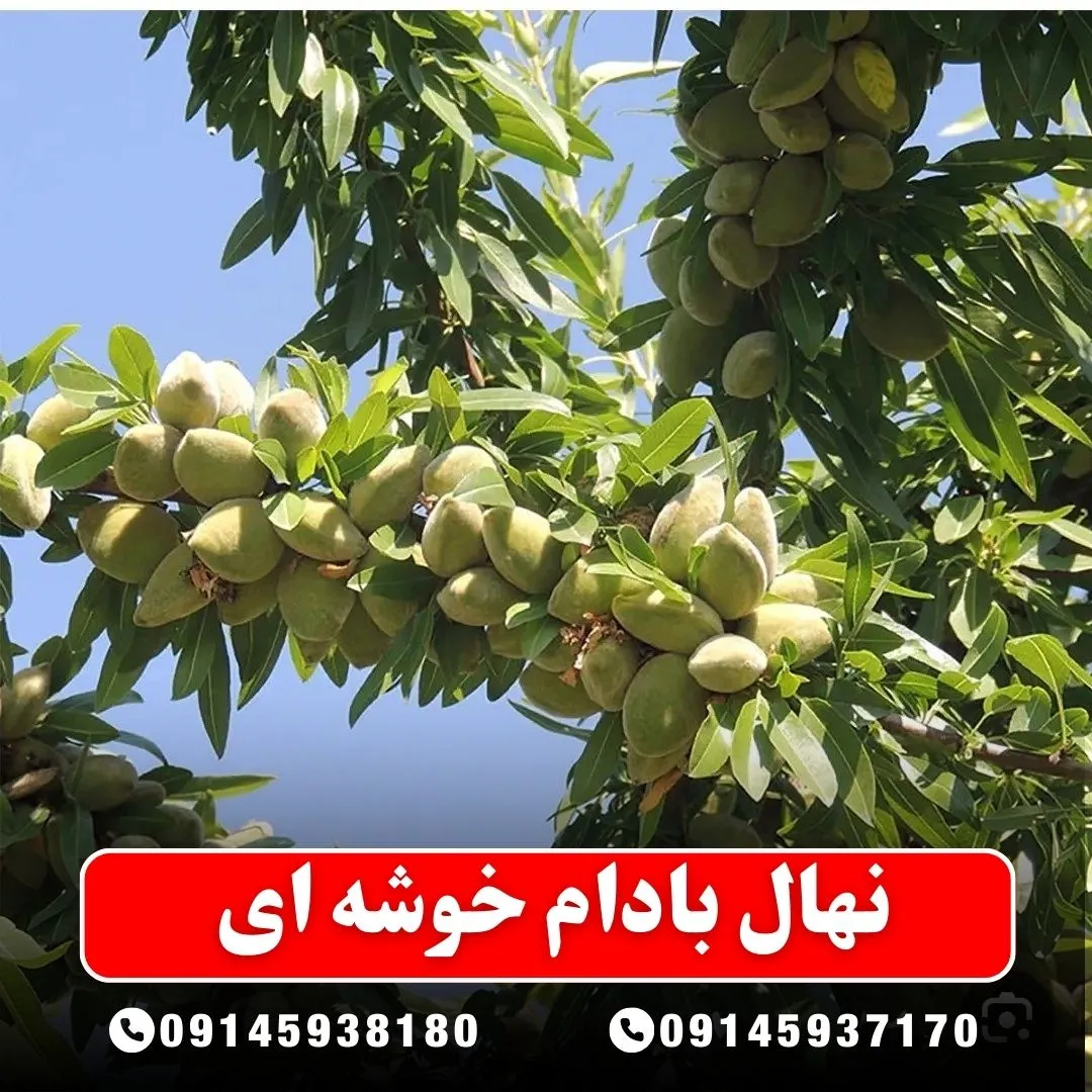 نهال بادام خوشه ای (حداقل ارسال 5 عدد) ( پس کرایه )