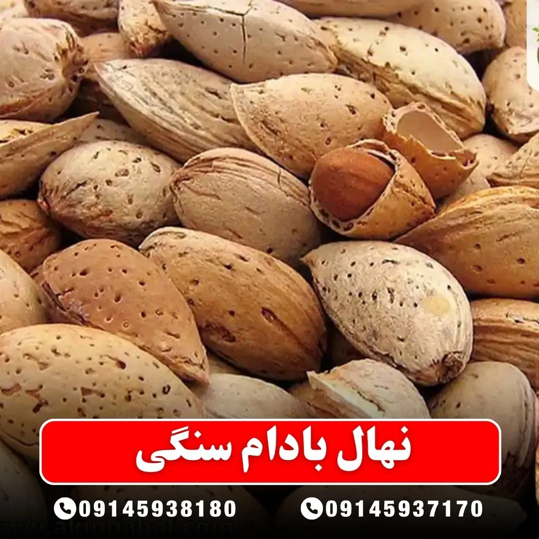 نهال بادام سنگی (حداقل ارسال 5 عدد) ( پس کرایه )