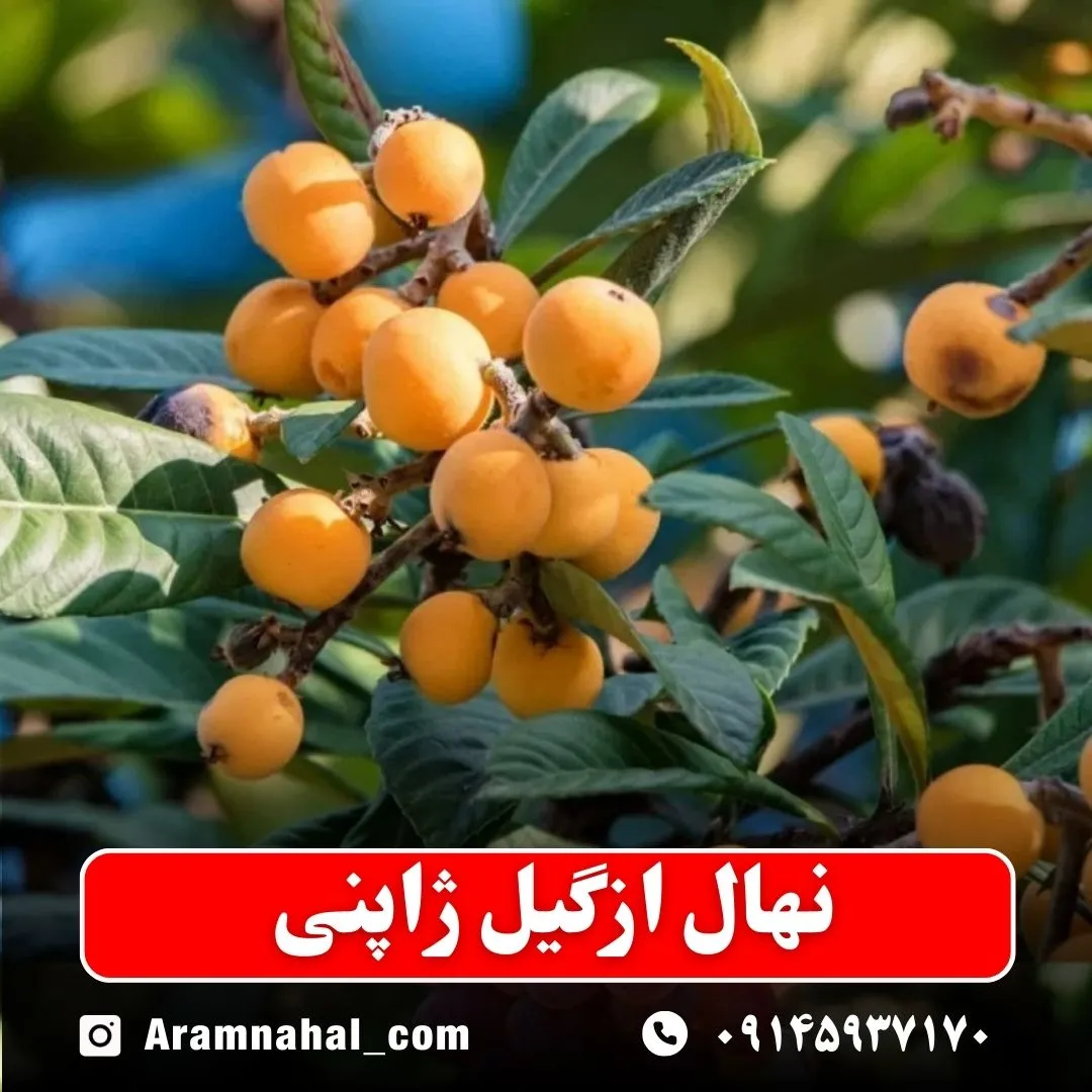 نهال ازگیل ژاپنی (حداقل ارسال 5 عدد) ( پس کرایه )