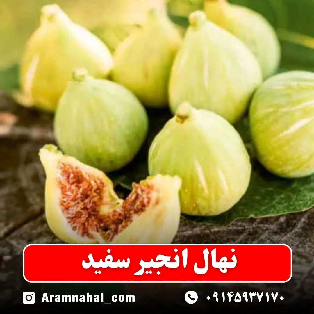 نهال انجیر سفید (حداقل ارسال 5 عدد) ( پس کرایه )