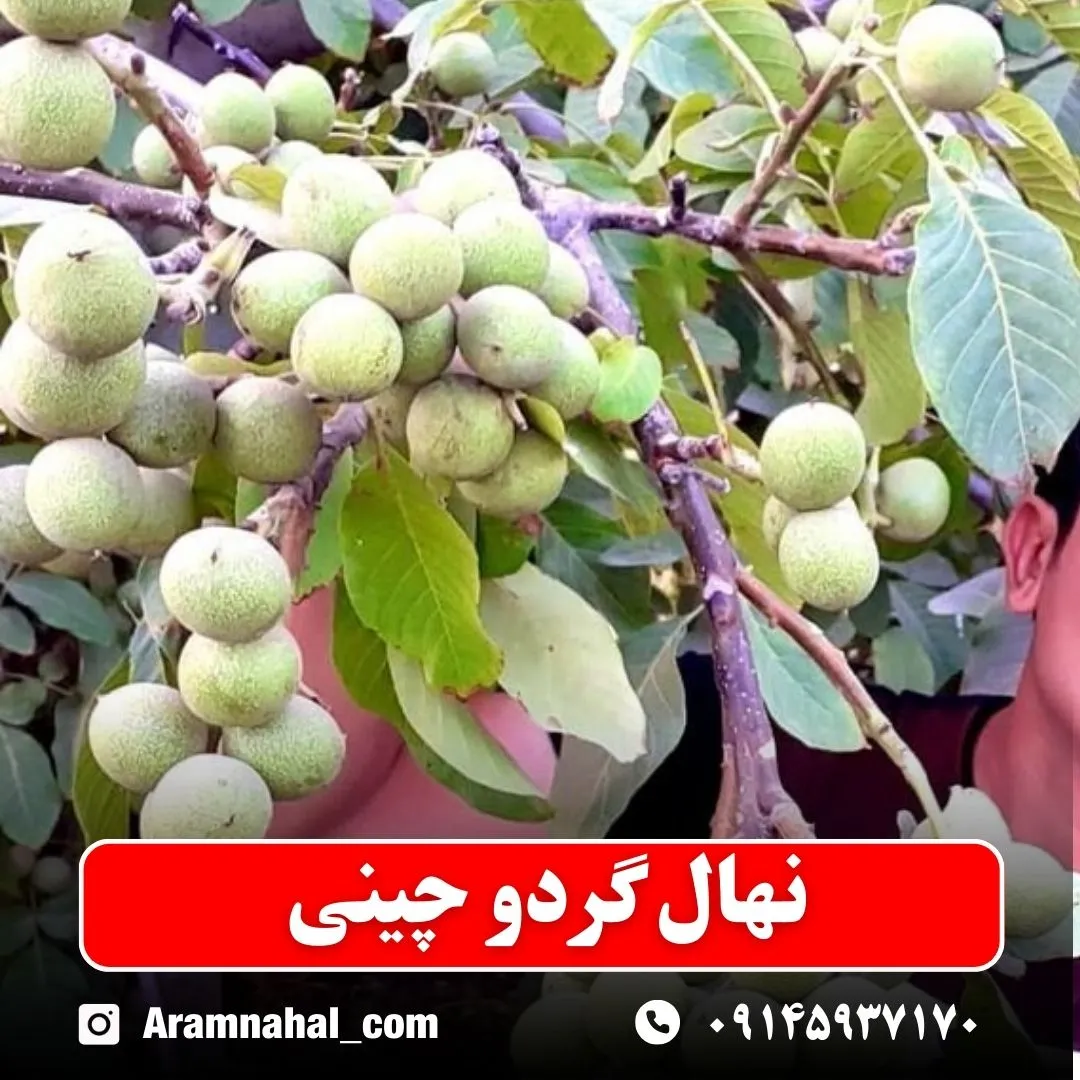 نهال گردو چینی (حداقل ارسال 5 عدد) ( پس کرایه )