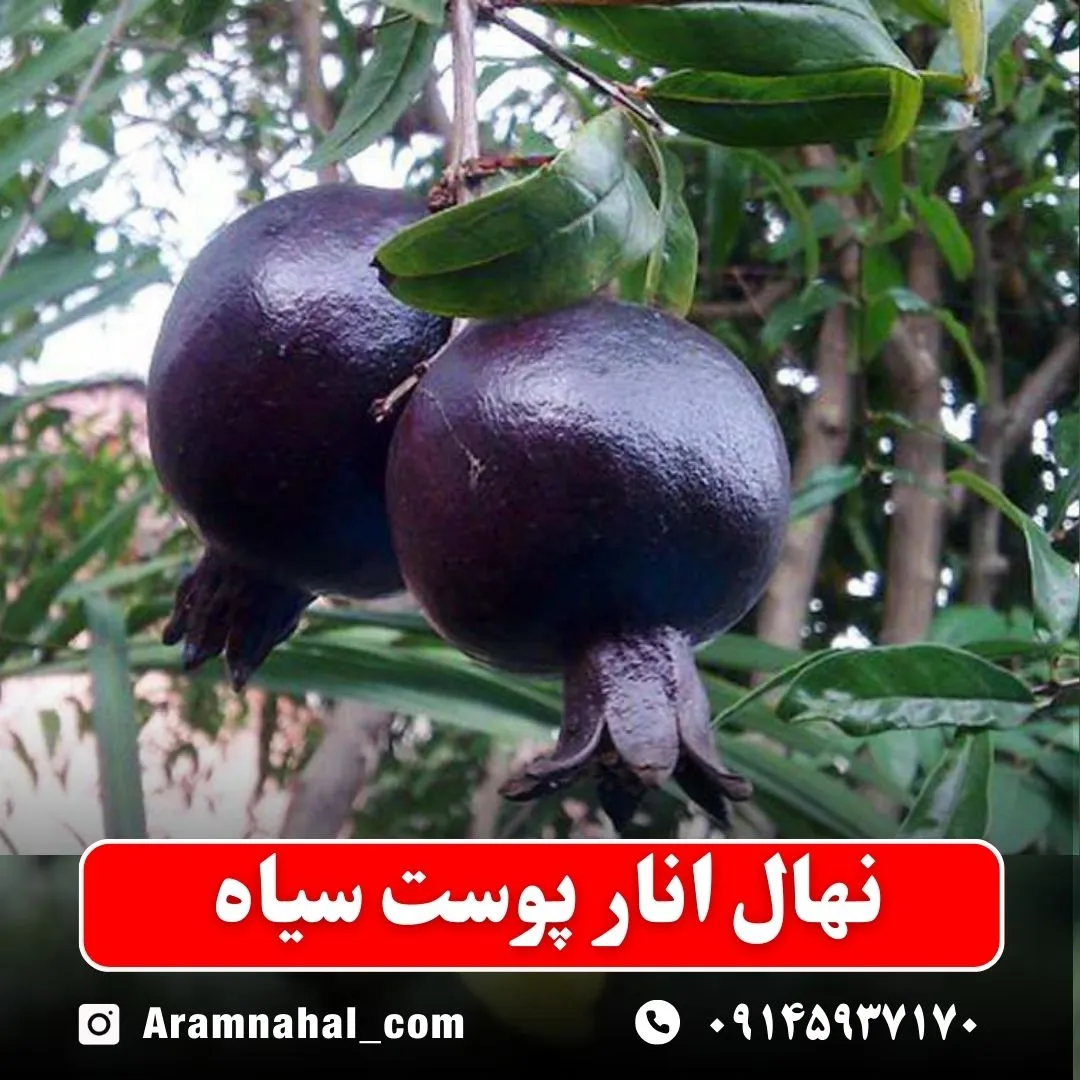 نهال انار پوست سیاه (حداقل ارسال 5 عدد) ( پس کرایه )
