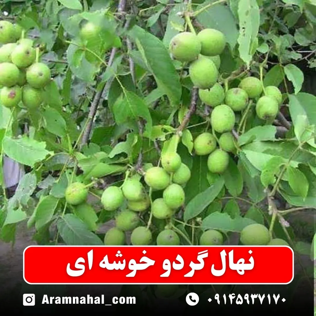 نهال گردو خوشه ای (حداقل ارسال 5 عدد) ( پس کرایه )