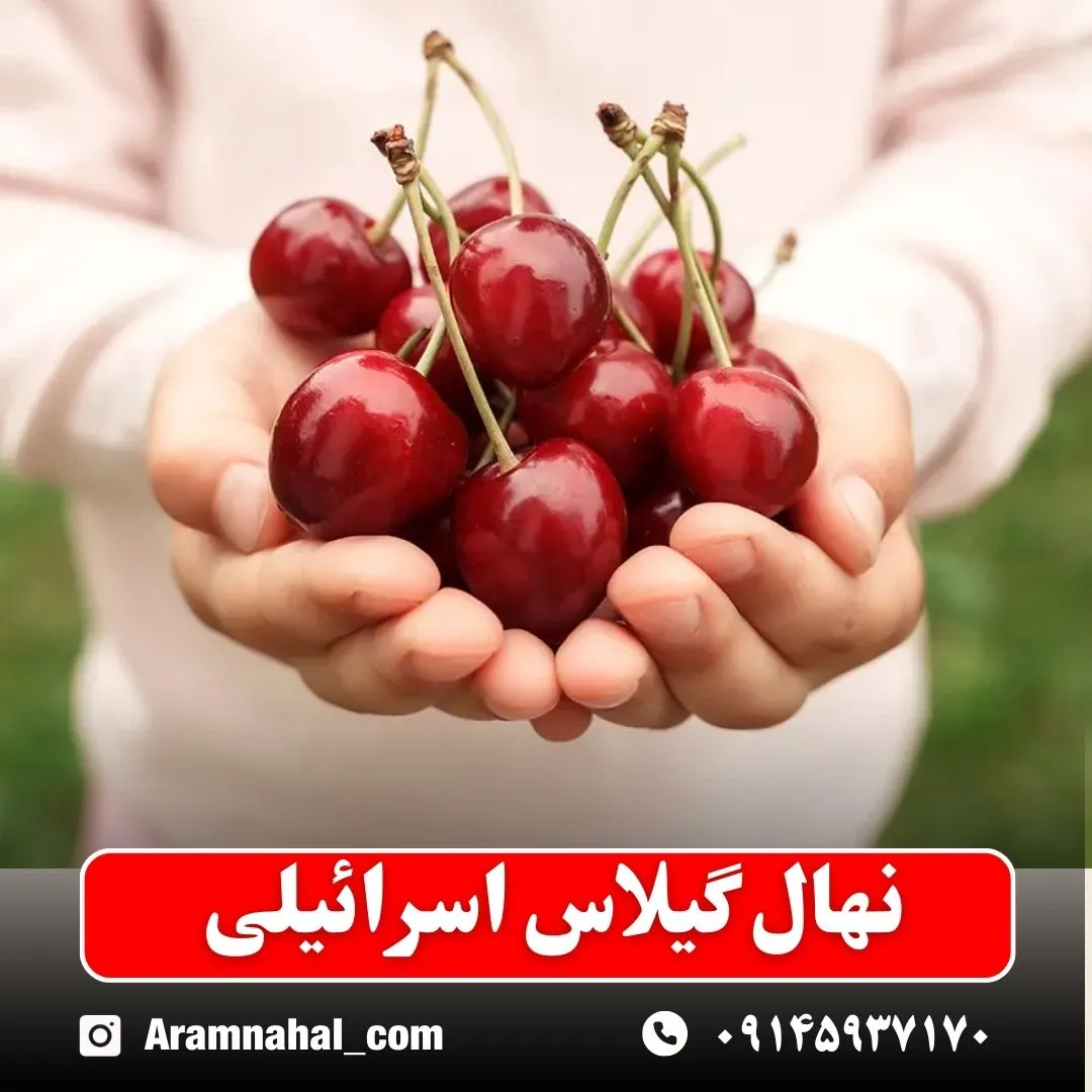 نهال گیلاس اسرائیلی (حداقل ارسال 5 عدد) ( پس کرایه )