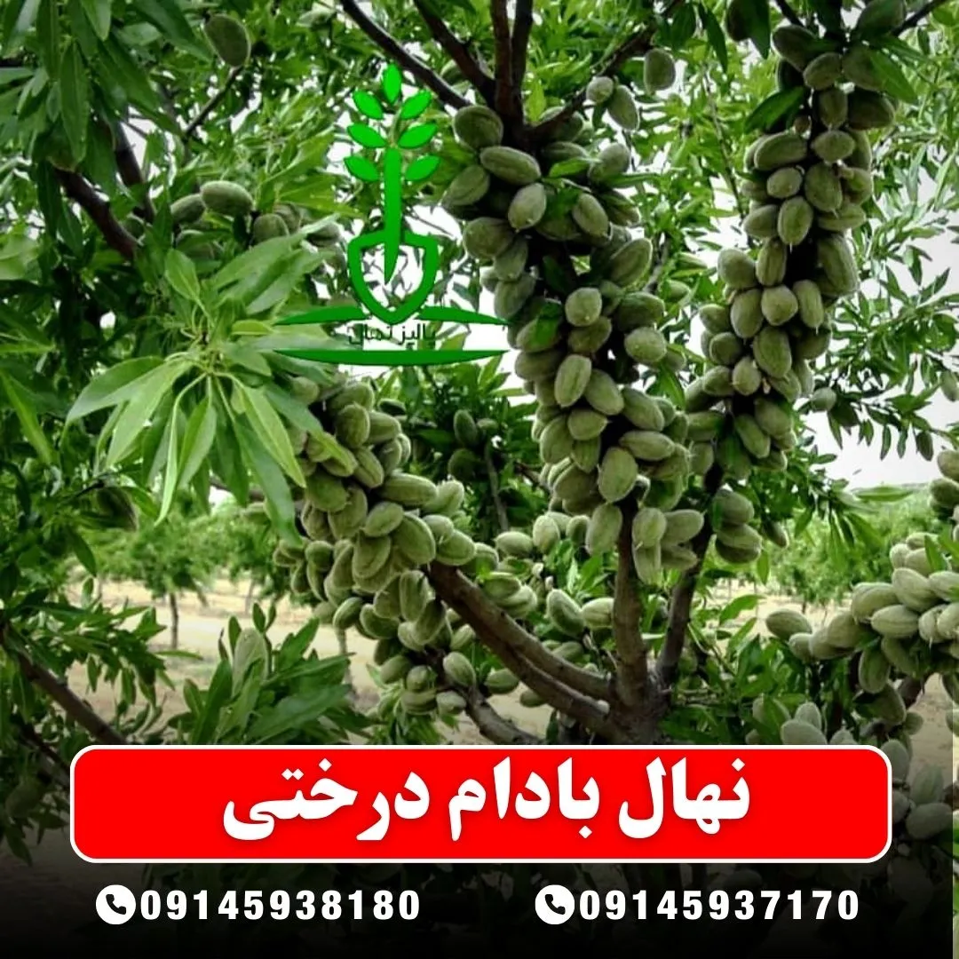 نهال بادام درختی (حداقل ارسال 5 عدد) ( پس کرایه )جدید