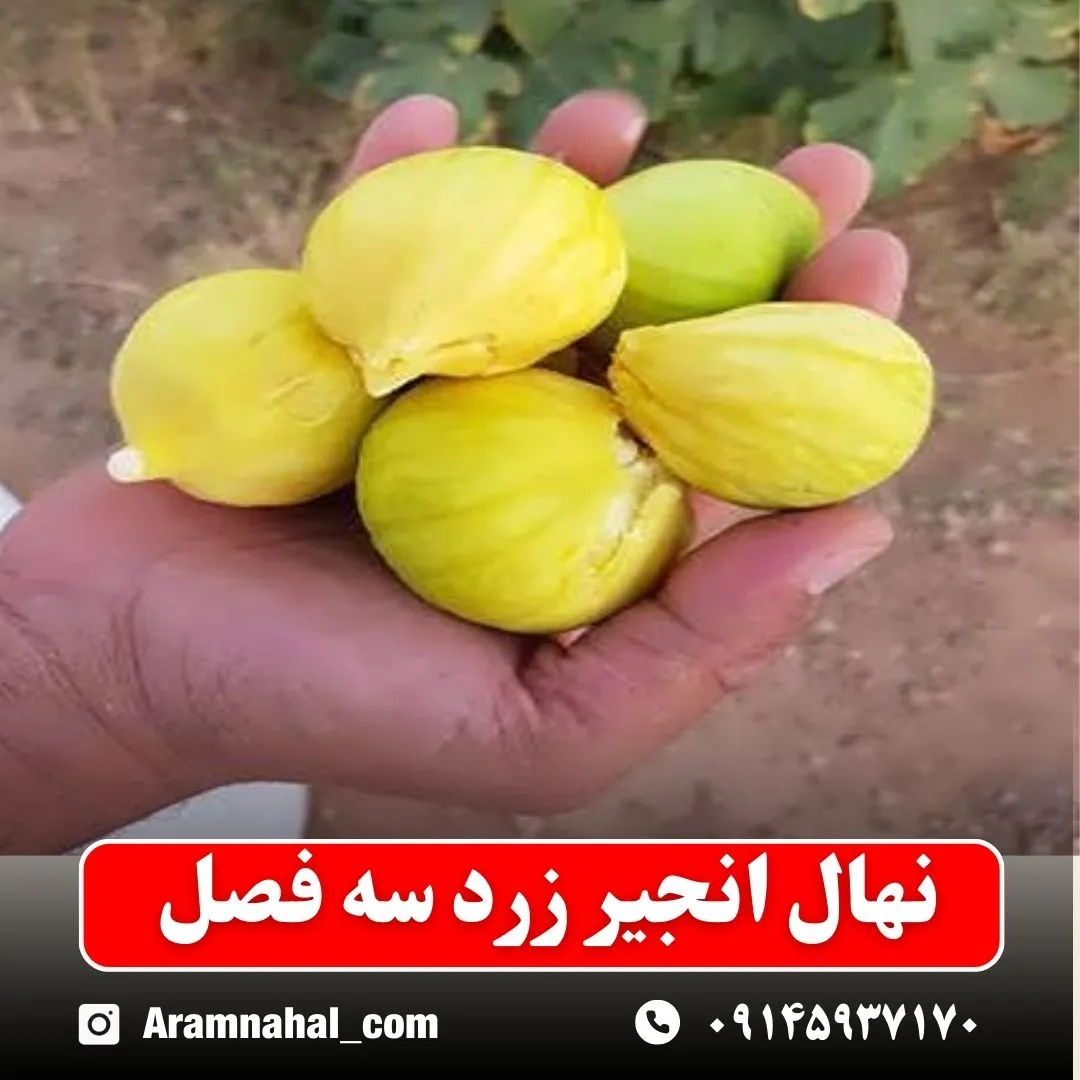 نهال انجیر زرد سه فصل (حداقل ارسال 5 عدد) ( پس کرایه )