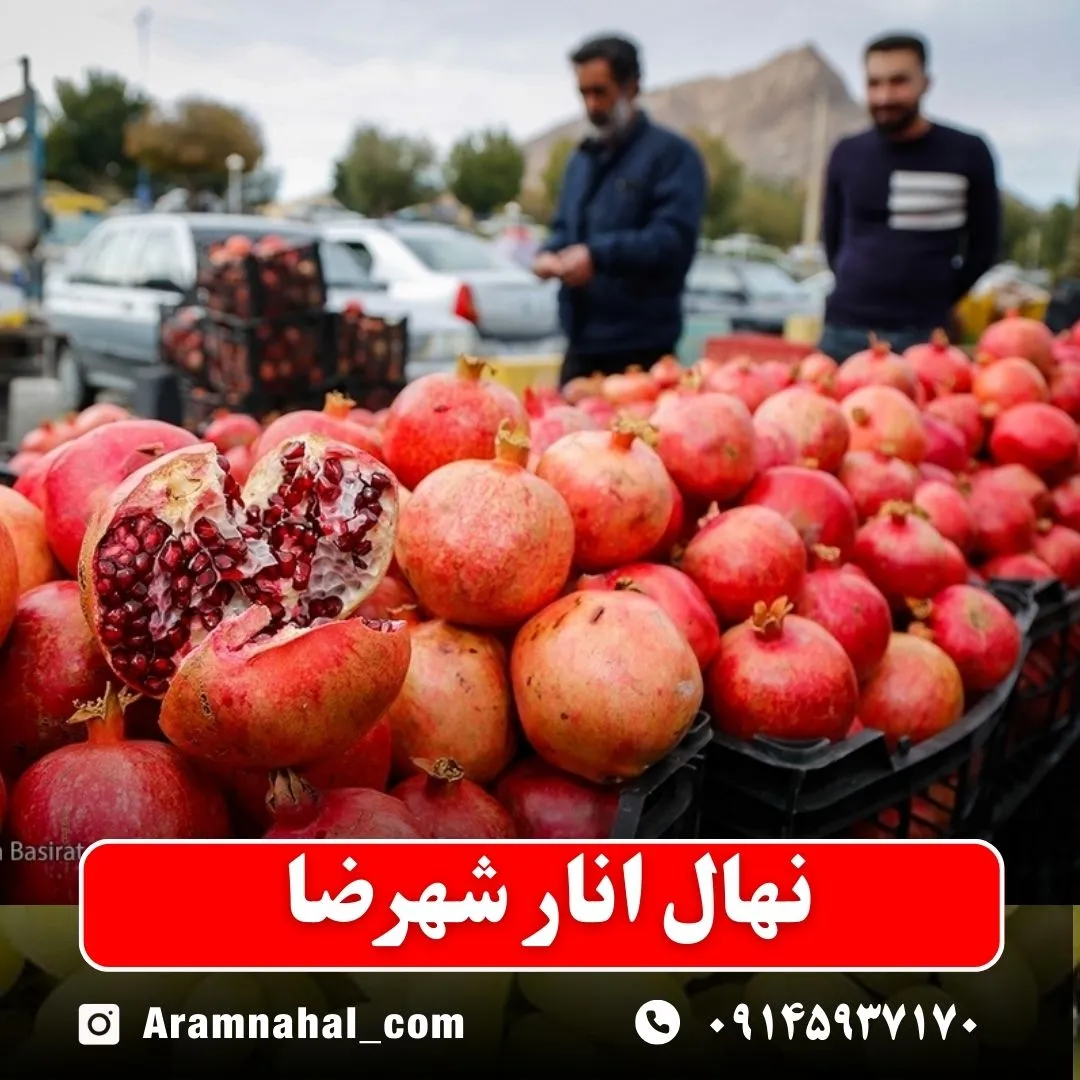 نهال انار شهرضا (حداقل ارسال 5 عدد) ( پس کرایه )