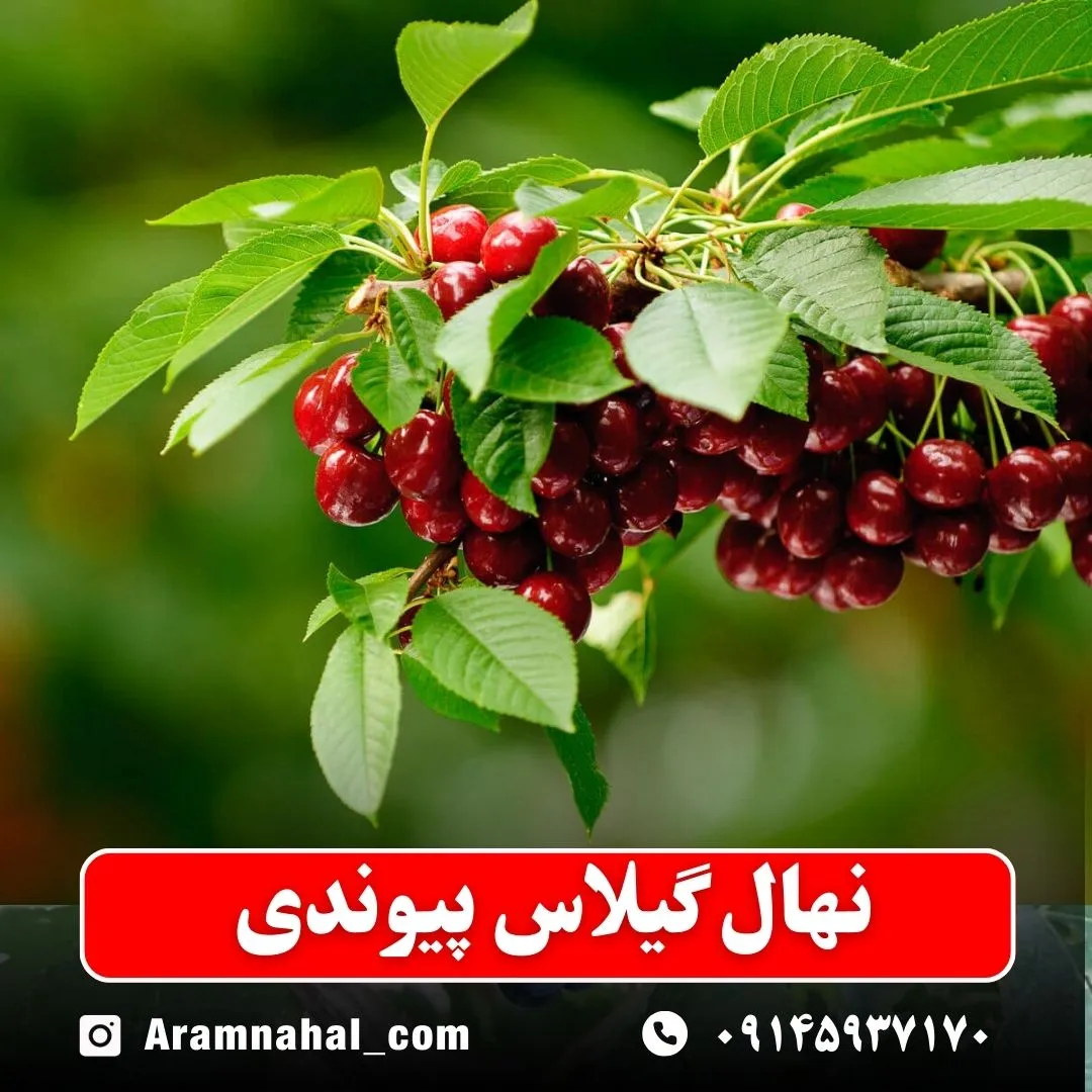 نهال گیلاس پیوندی (حداقل ارسال 5 عدد) ( پس کرایه )
