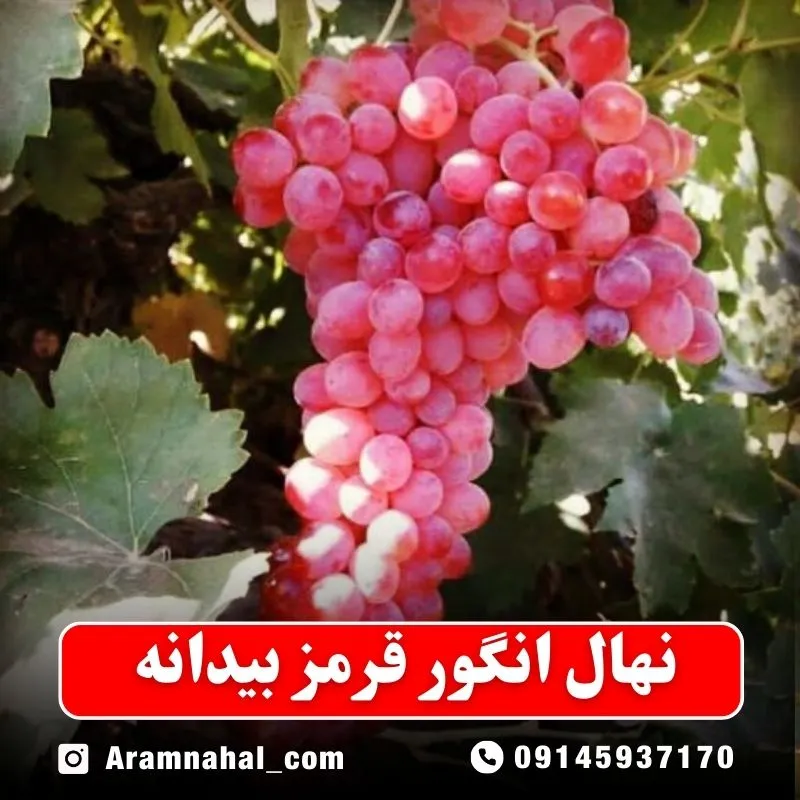 نهال انگور قرمز بیدانه (حداقل ارسال 5 عدد) ( پس کرایه )جدید
