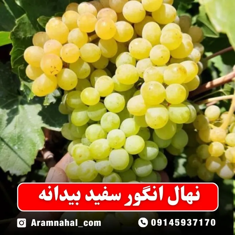نهال انگور سفید بیدانه (حداقل ارسال 5 عدد) ( پس کرایه )جدید