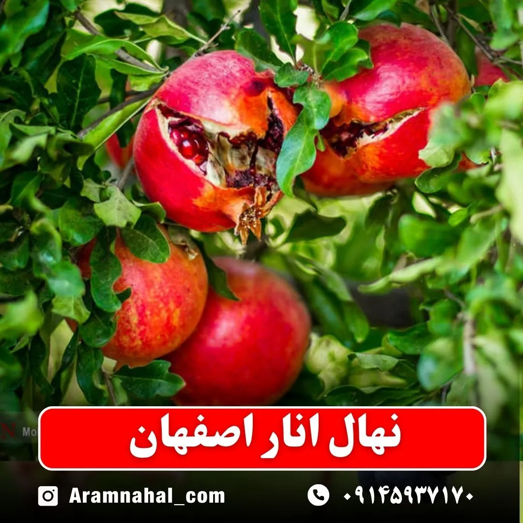 نهال انار اصفهان (حداقل ارسال 5 عدد) ( پس کرایه )