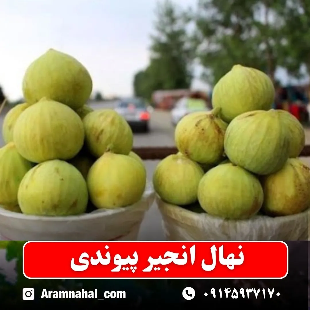 نهال انجیر پیوندی (حداقل ارسال 5 عدد) ( پس کرایه )