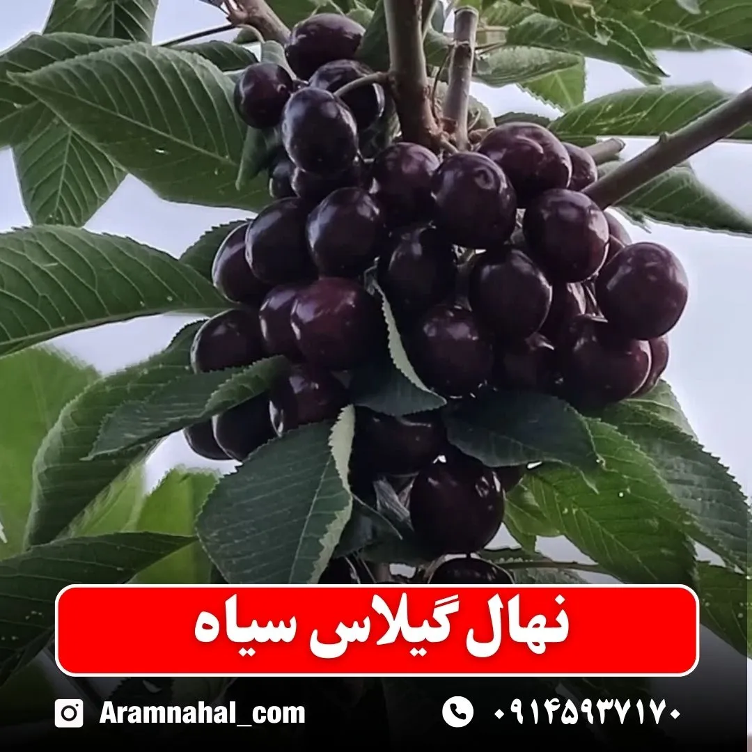 نهال گیلاس سیاه (حداقل ارسال 5 عدد) ( پس کرایه )