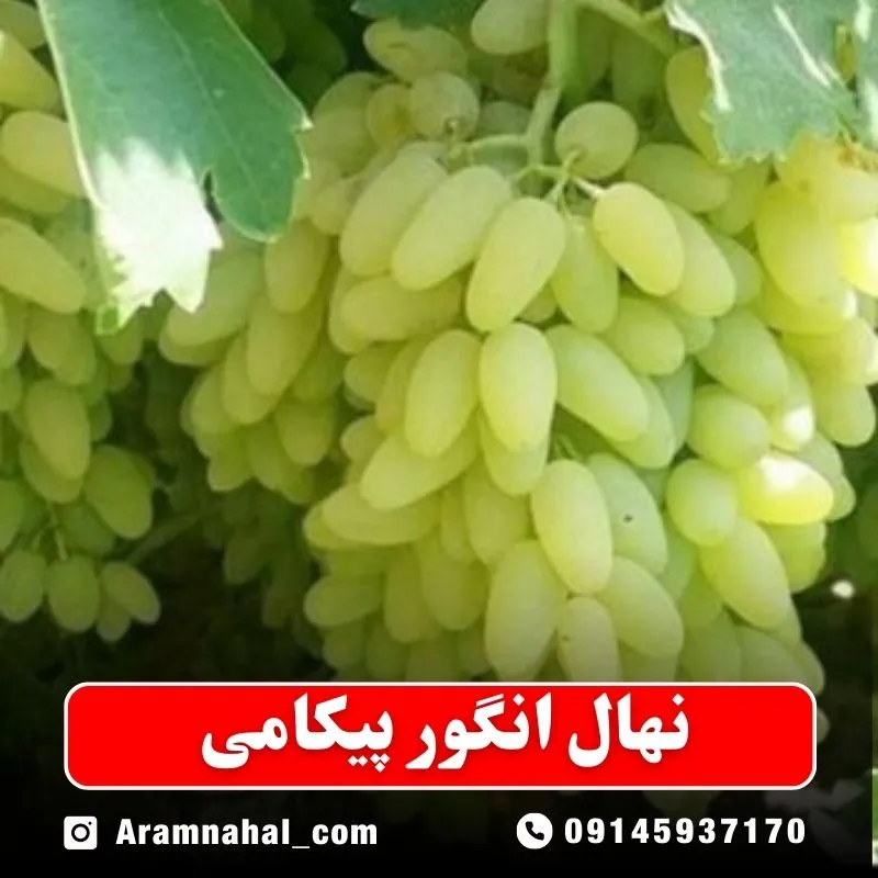نهال انگور پیکامی (حداقل ارسال 5 عدد) ( پس کرایه )جدید
