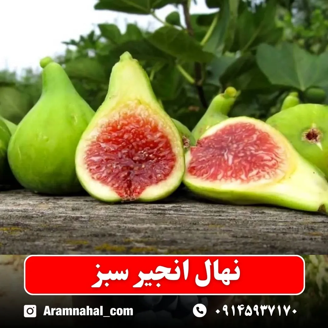 نهال انجیر سبز (حداقل ارسال 5 عدد) ( پس کرایه )