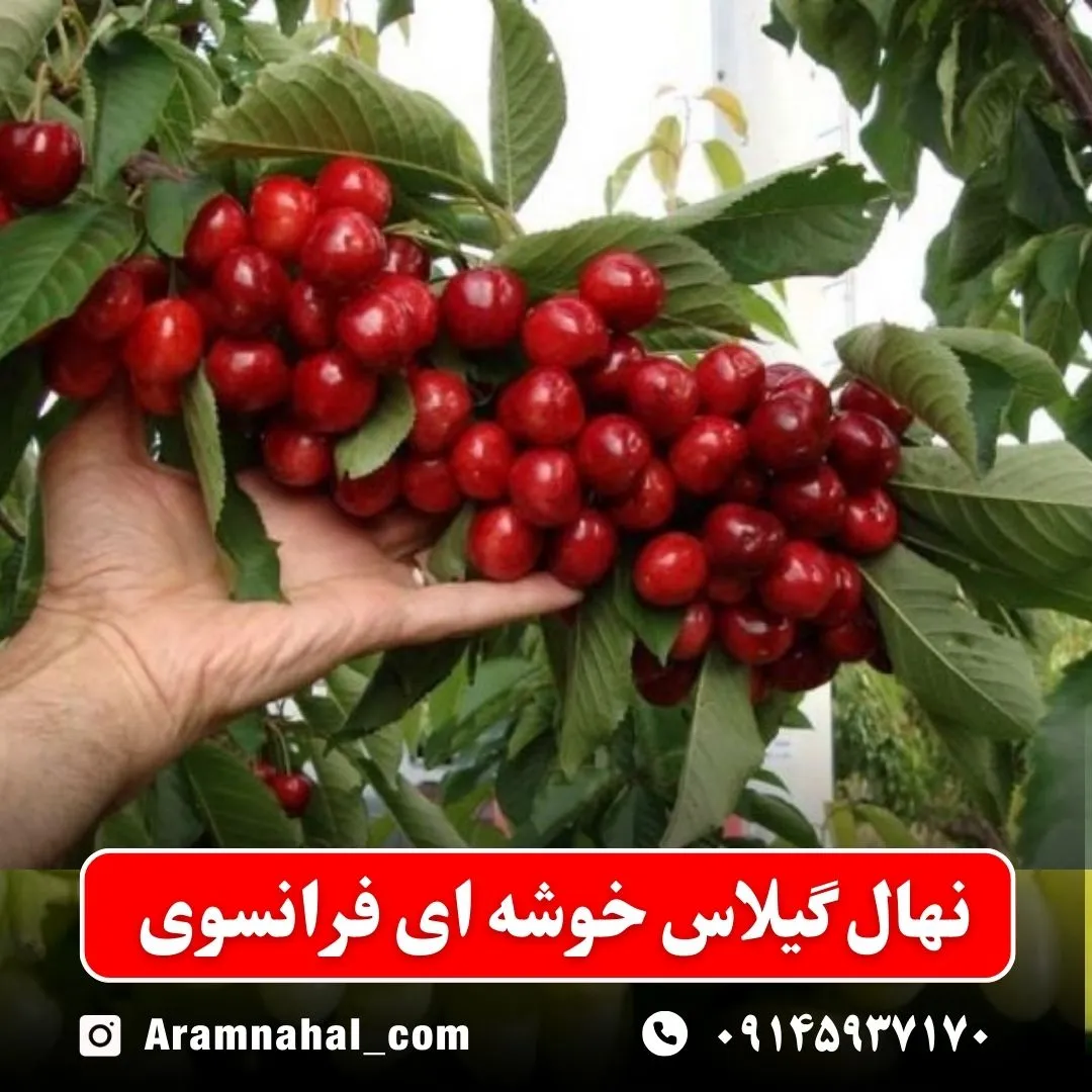 نهال گیلاس خوشه ای فرانسوی (حداقل ارسال 5 عدد) ( پس کرایه )