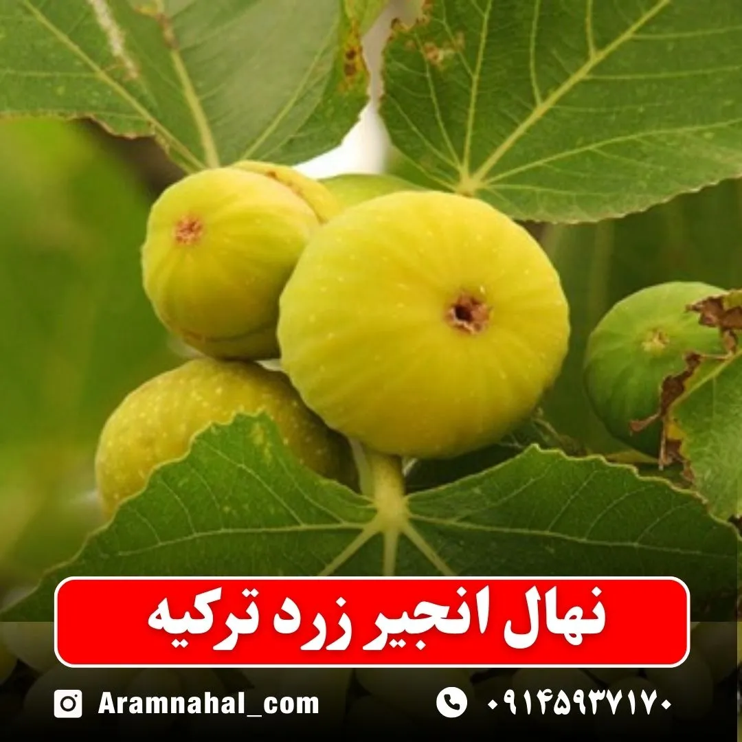 نهال انجیر زرد ترکیه (حداقل ارسال 5 عدد) ( پس کرایه )
