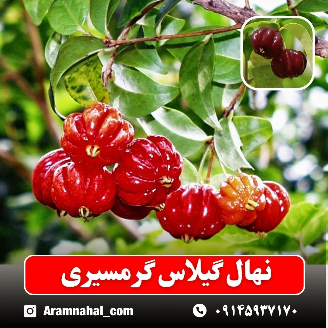 نهال گیلاس گرمسیری (حداقل ارسال 5 عدد) ( پس کرایه )