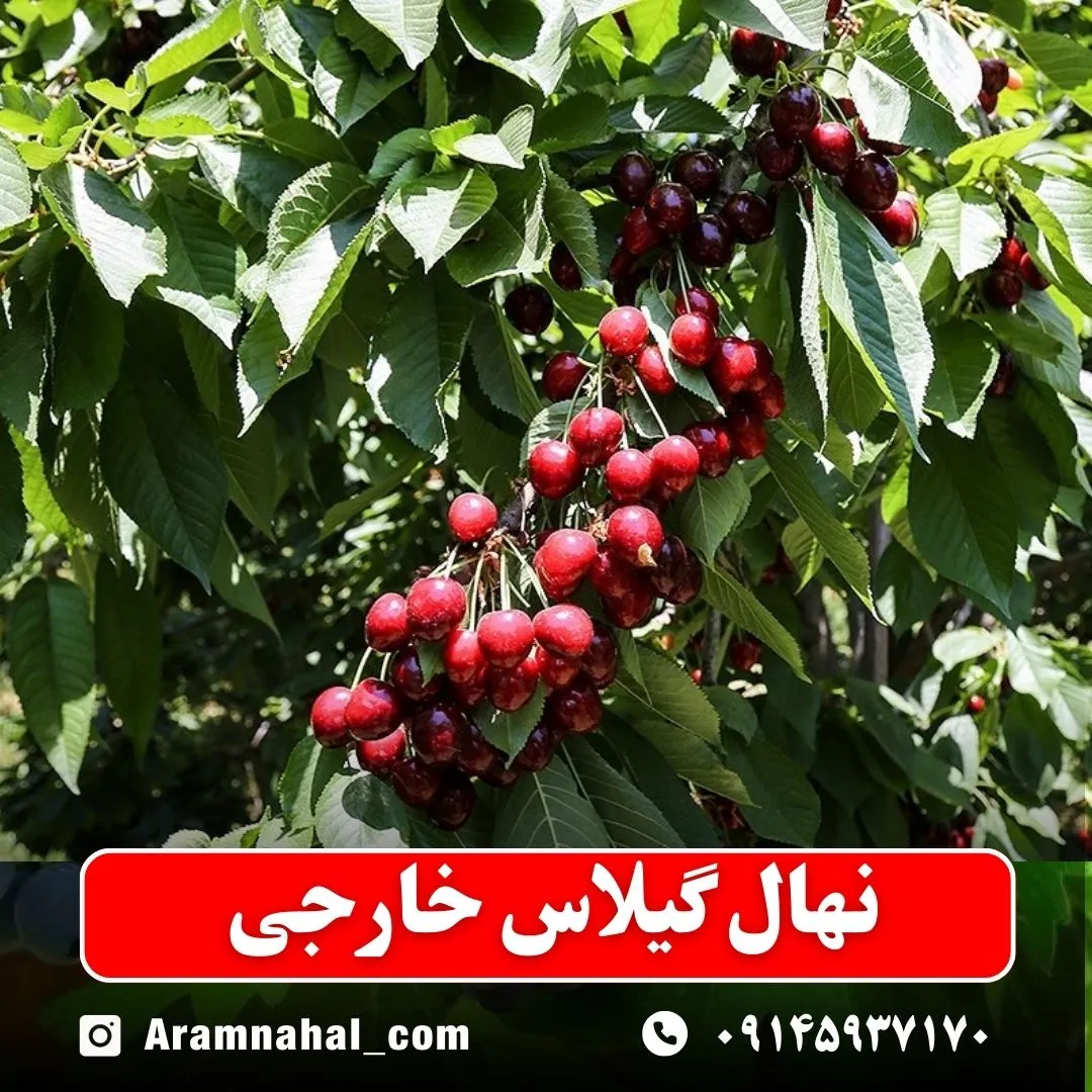 نهال گیلاس خارجی (حداقل ارسال 5 عدد) ( پس کرایه )