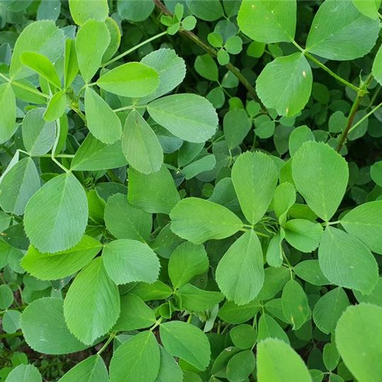 یونجه ریزجدید