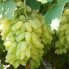 نهال انگور پیکامی کاشمر(شمشیری)جدید