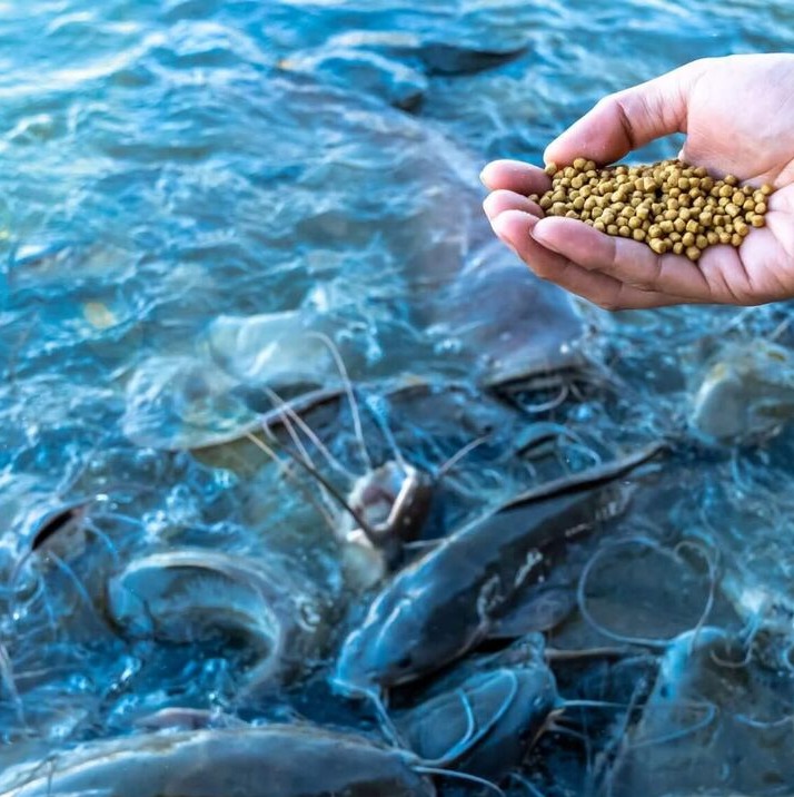 خوراک ماهی کوچکجدید