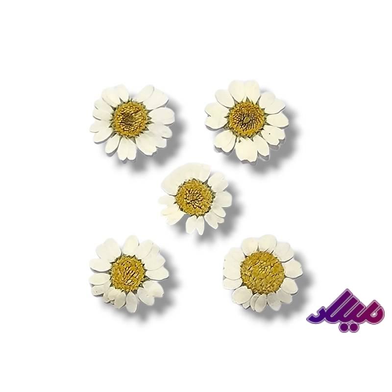 گل خشک بابونه رنگ طبیعی کوچک وارداتی 5عددی