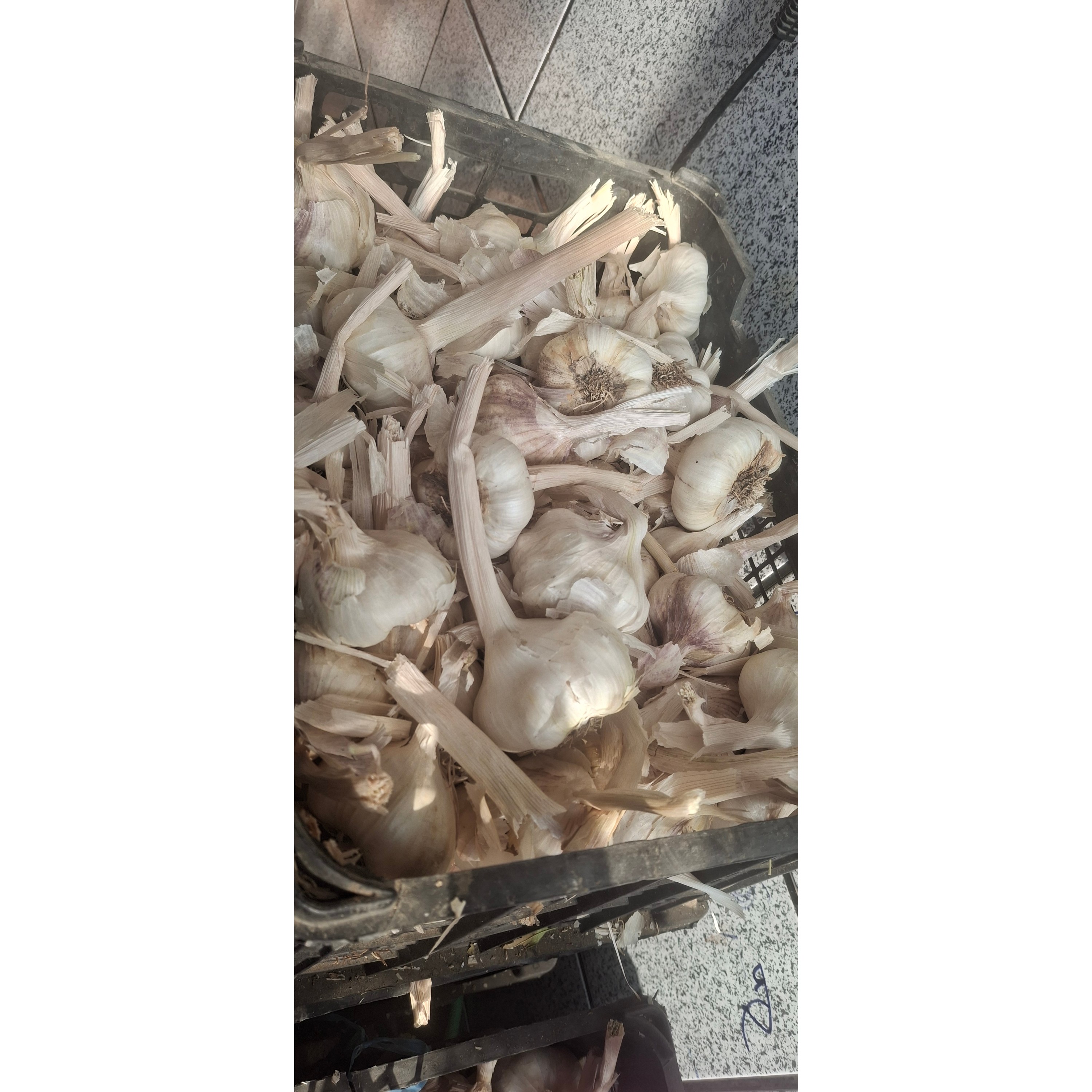 سیر تازه امسالی تویسرکان