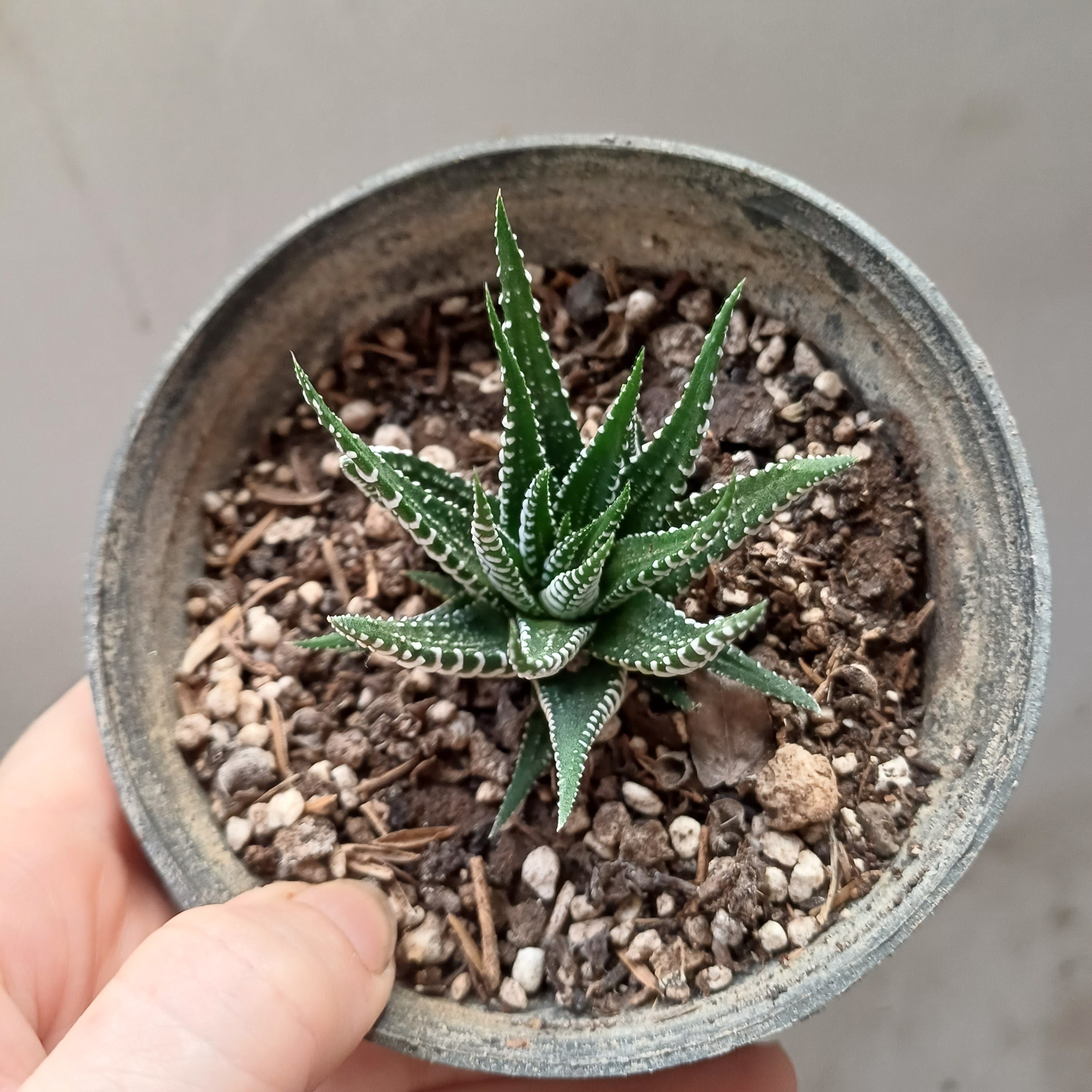 کاکتوس هاوارتیا گورخری ( پسکرایه)