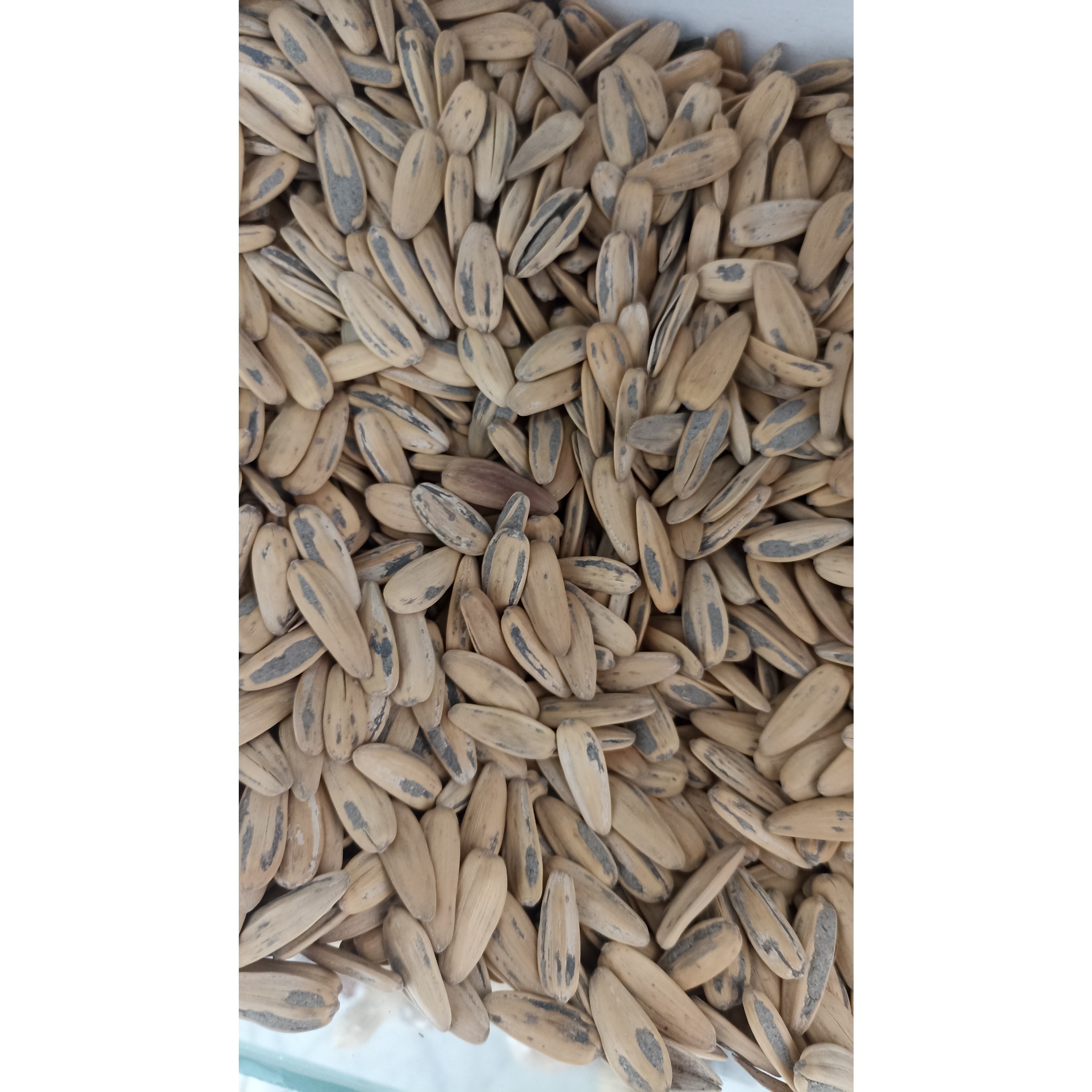 تخمه ای کانادایی