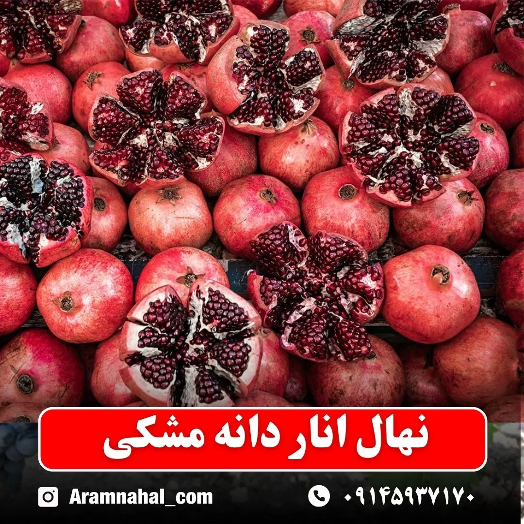 نهال انار دانه مشکی (حداقل ارسال 5 عدد) ( پس کرایه )