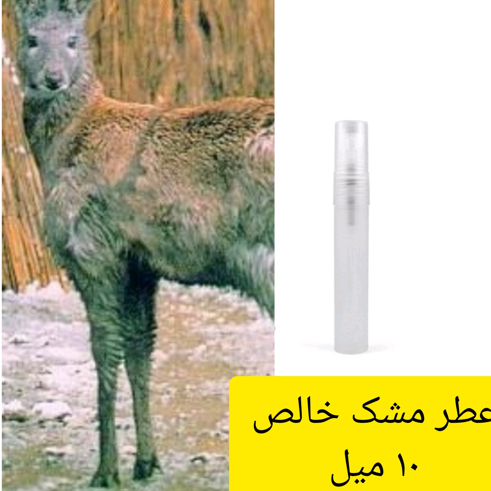 عطر مشک خالص 10 میل با کیفیت بالا و ماندگاری بالا