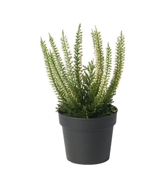 بوته گل هدر ایکیا مدل IKEA- FEJKA