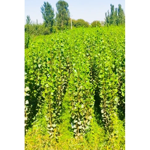 نهال صنوبر کبوده