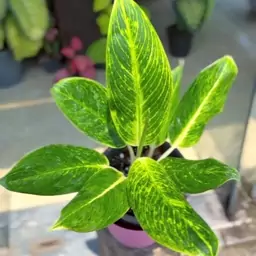 آگلونما طلایی  Aglaonema Golden   هزینه ارسال بصورت پس کرایه و بعهده مشتری می باشد  